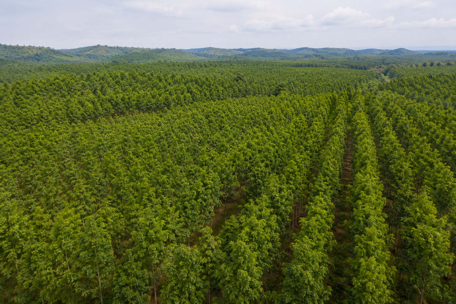 Is Teak Wood Sustainable? Yes - Here's the Data (2026)